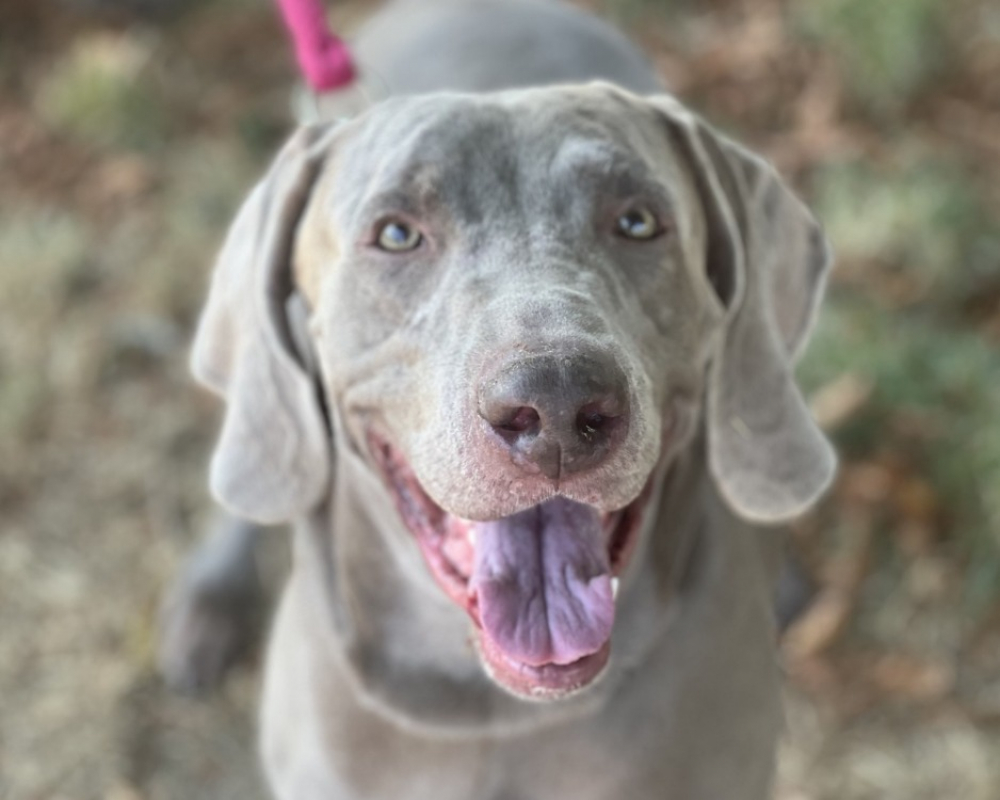 Rmarx - Chien Braque allemand à poil court à adopter