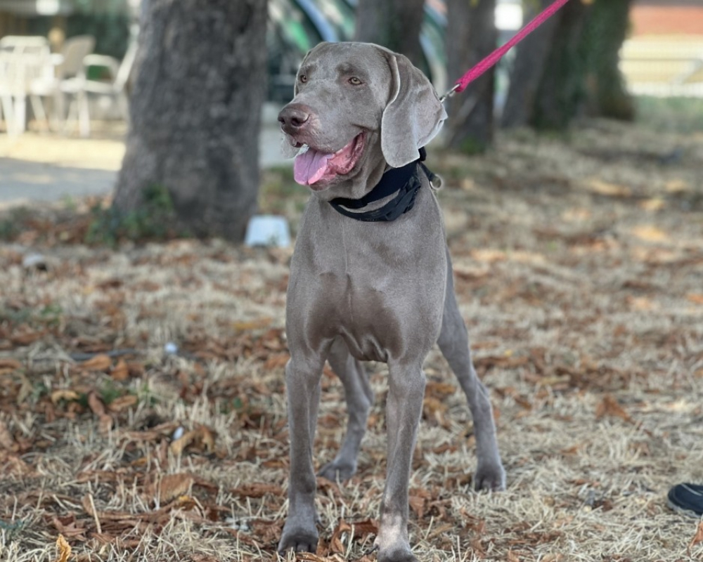 Rmarx - Chien Braque allemand à poil court à adopter - photo 3