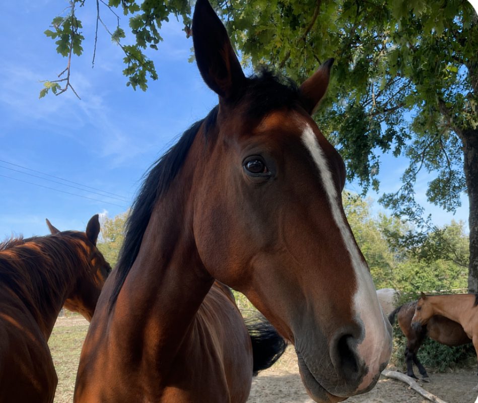 Quazane - Equidé Cheval à adopter