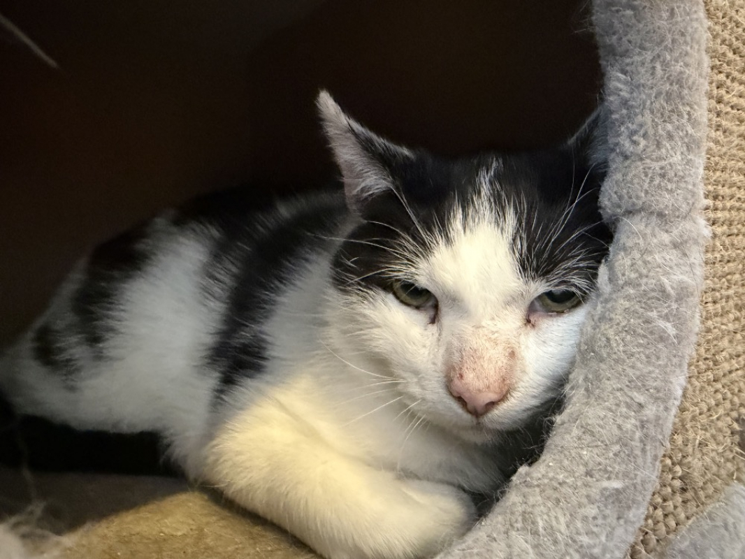 Guyzmo - Chat Européen à adopter