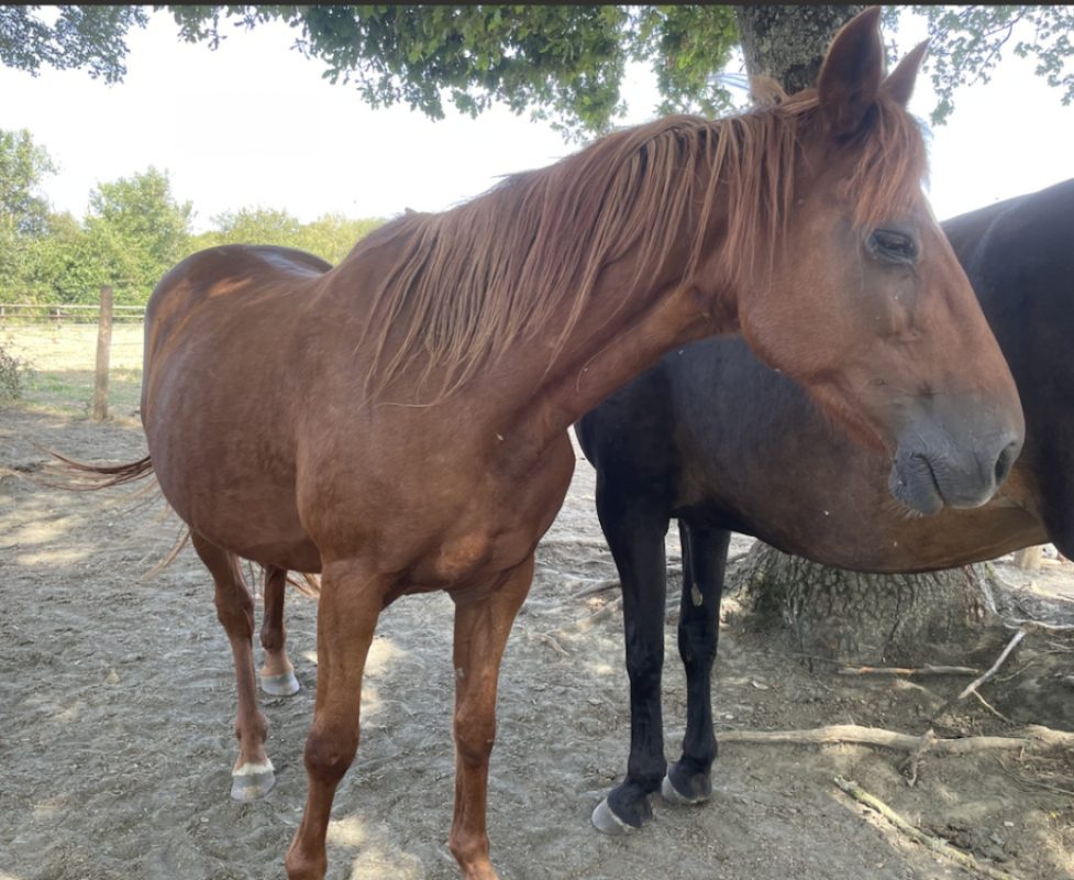 Sissyland - Equidé Cheval à adopter