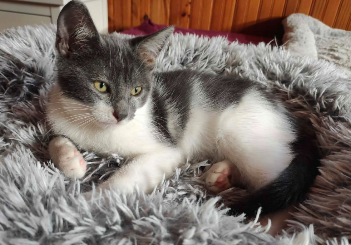 Aladar - Chat Européen à adopter