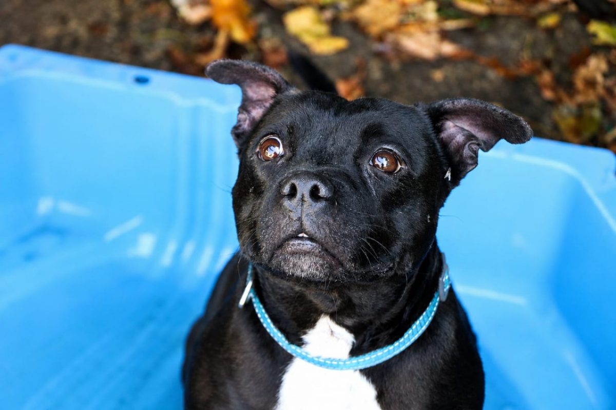 Rita - Chien à adopter