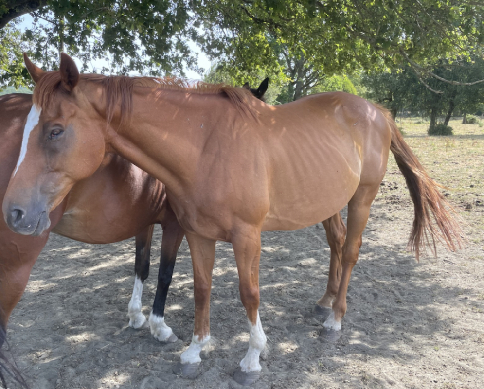 Mon general - Equidé Cheval à adopter