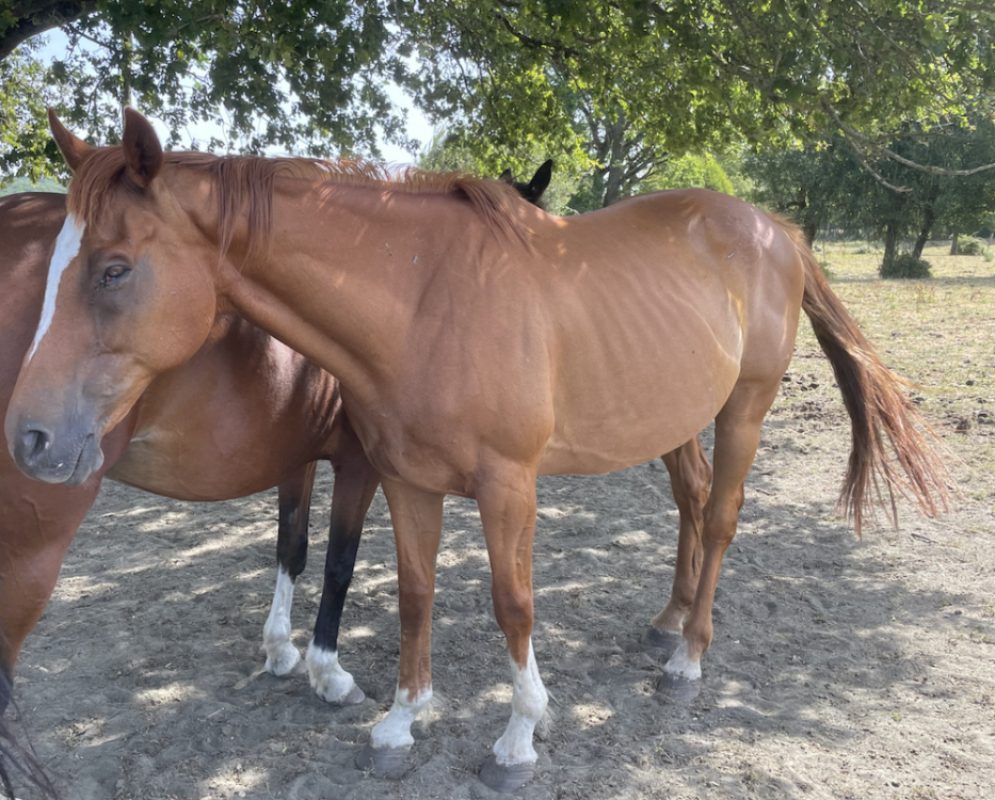 Mon general - Equidé Cheval à adopter