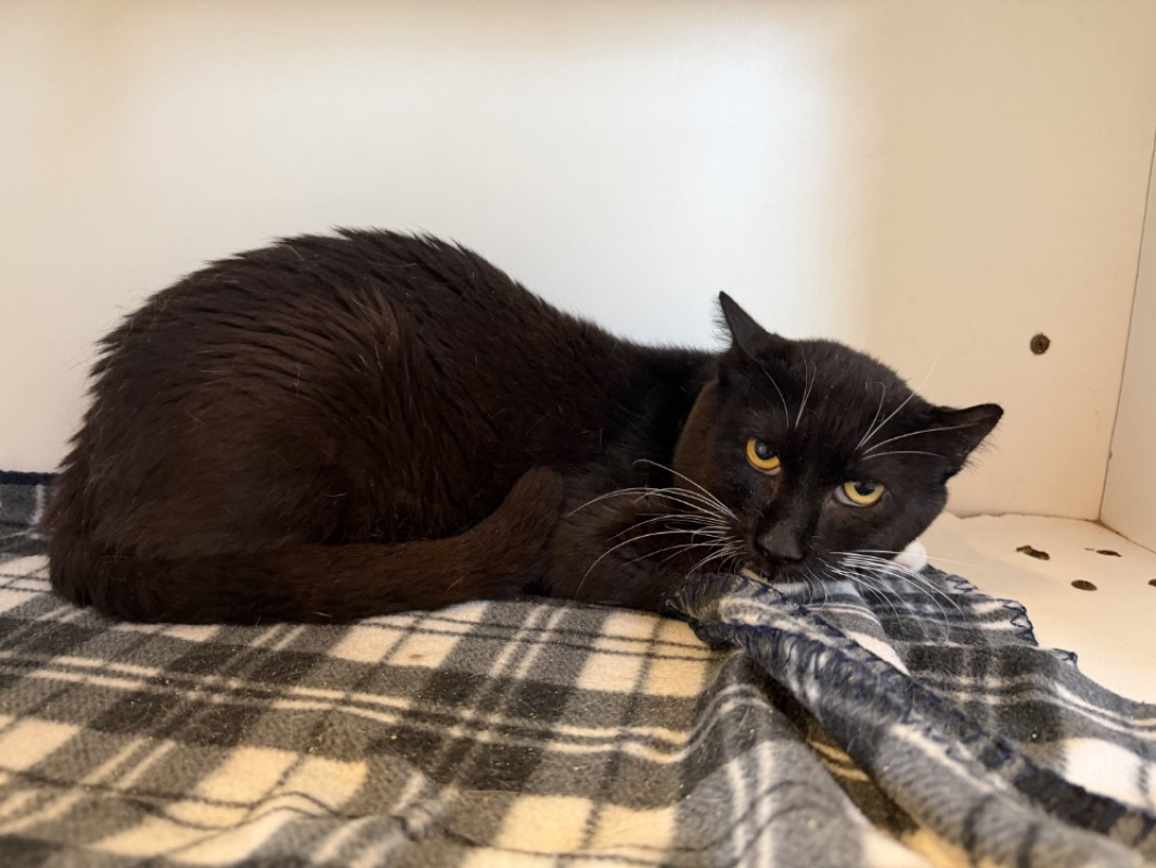 Hermes - Chat Européen à adopter