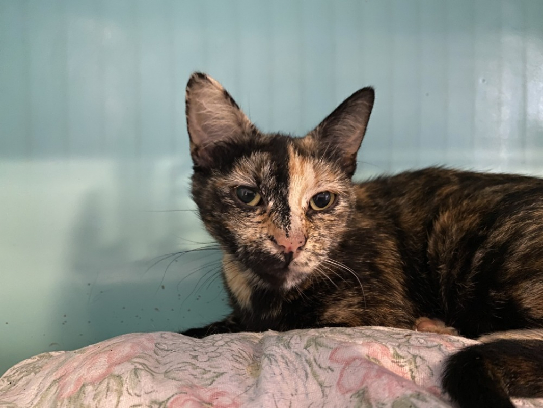 Lucy - Chat Européen à adopter