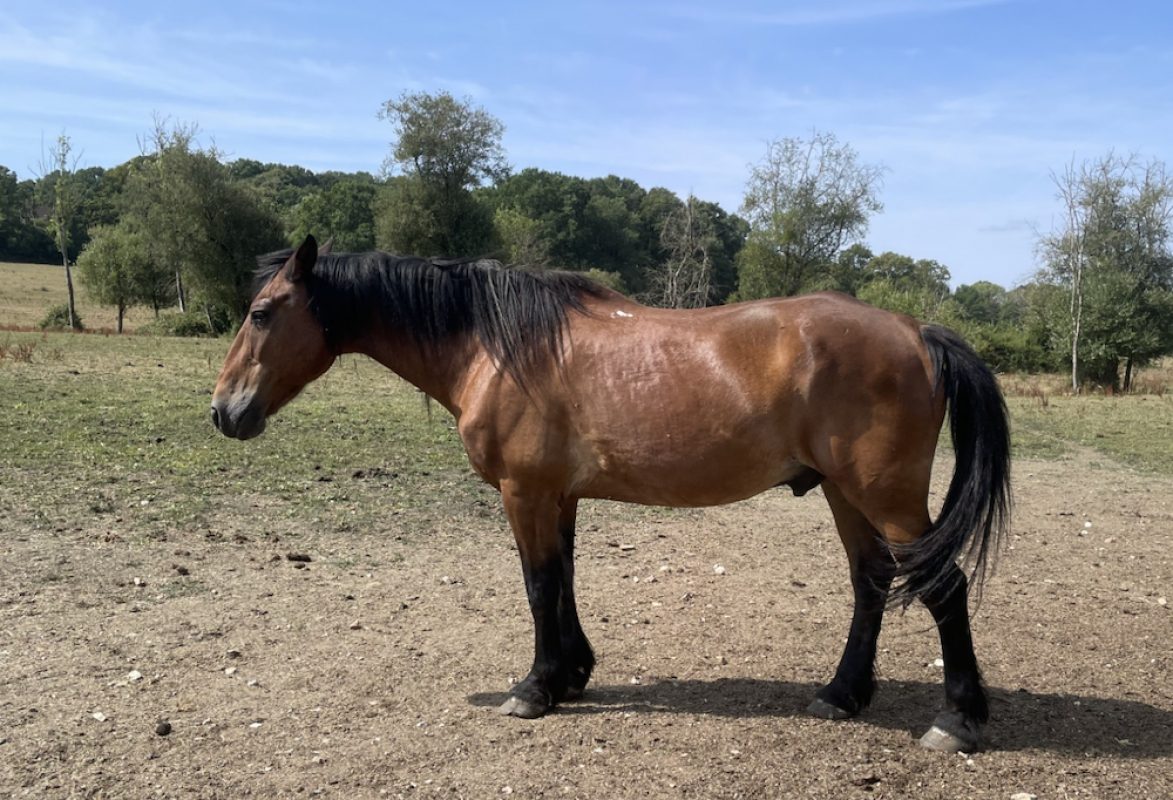 Jules - Equidé Cheval à adopter