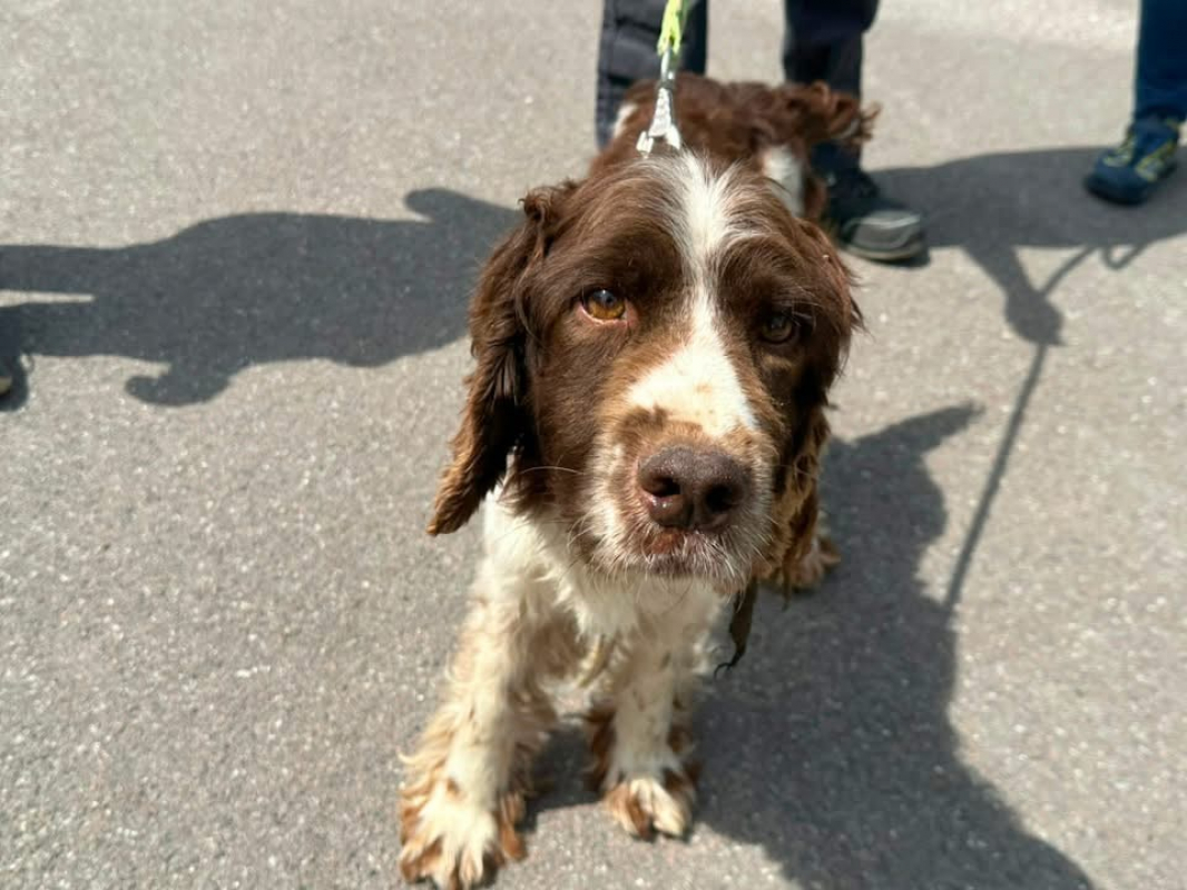 Paco - Chien English-Springer-Spaniel à adopter