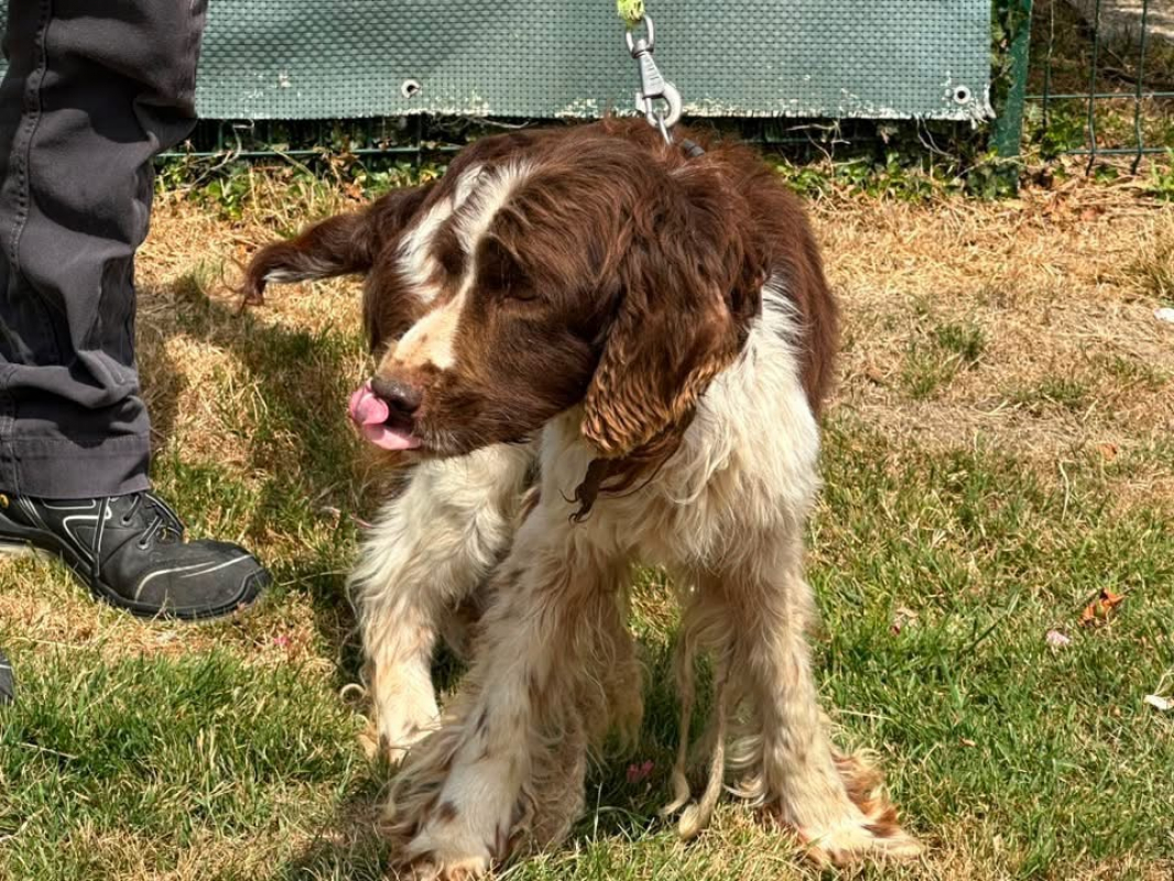 Paco - Chien English-Springer-Spaniel à adopter - photo 3