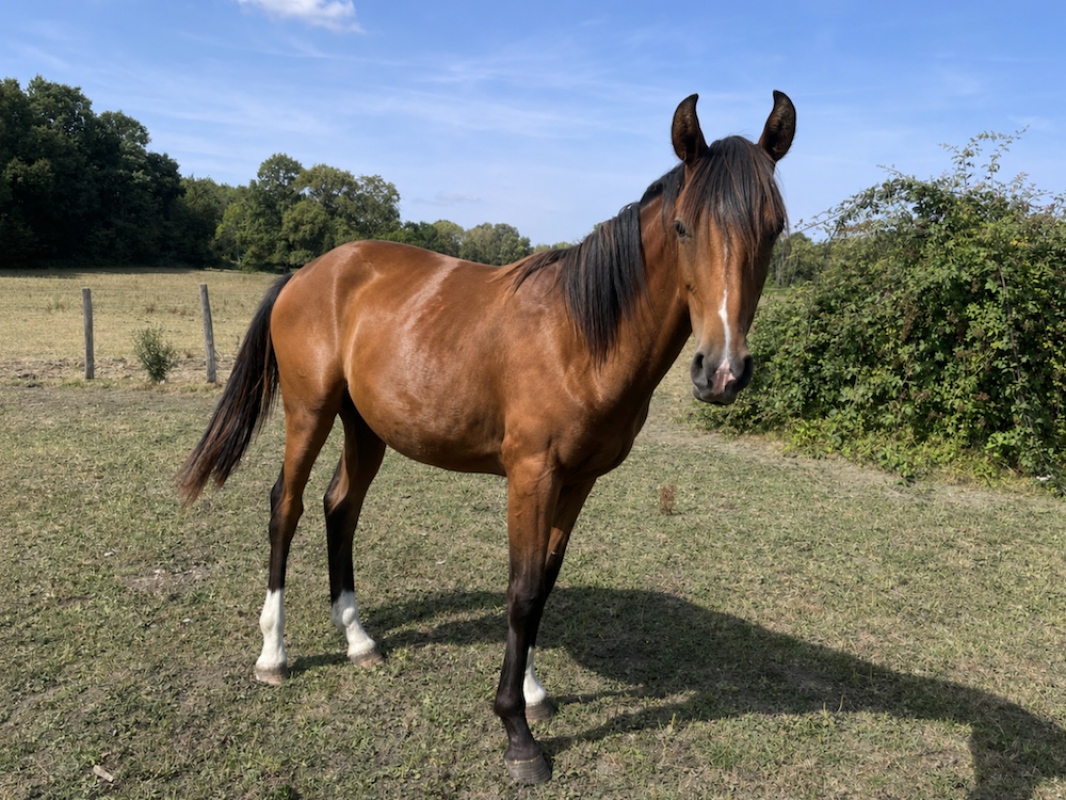 Pilipili - Equidé Cheval à adopter