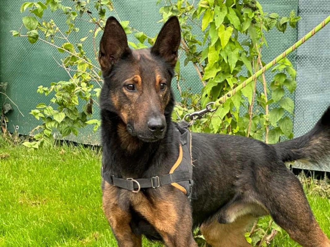 Leucky - Chien à adopter - photo 2
