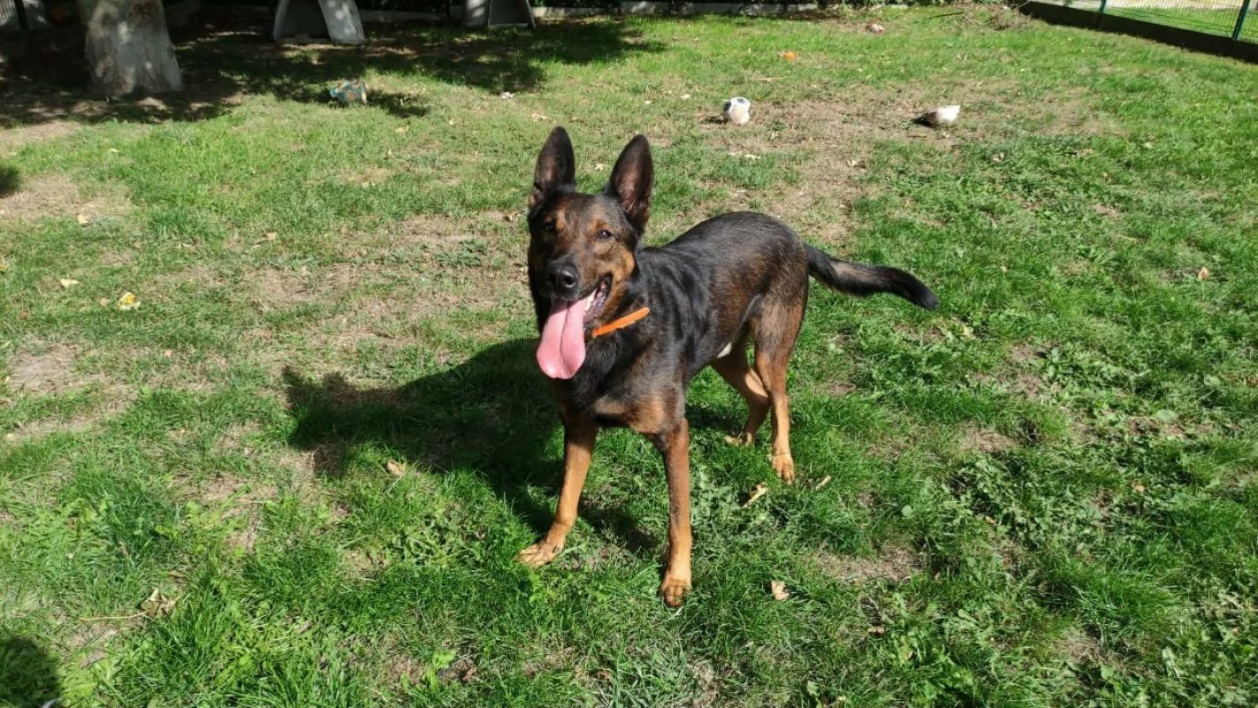 Leucky - Chien à adopter - photo 3