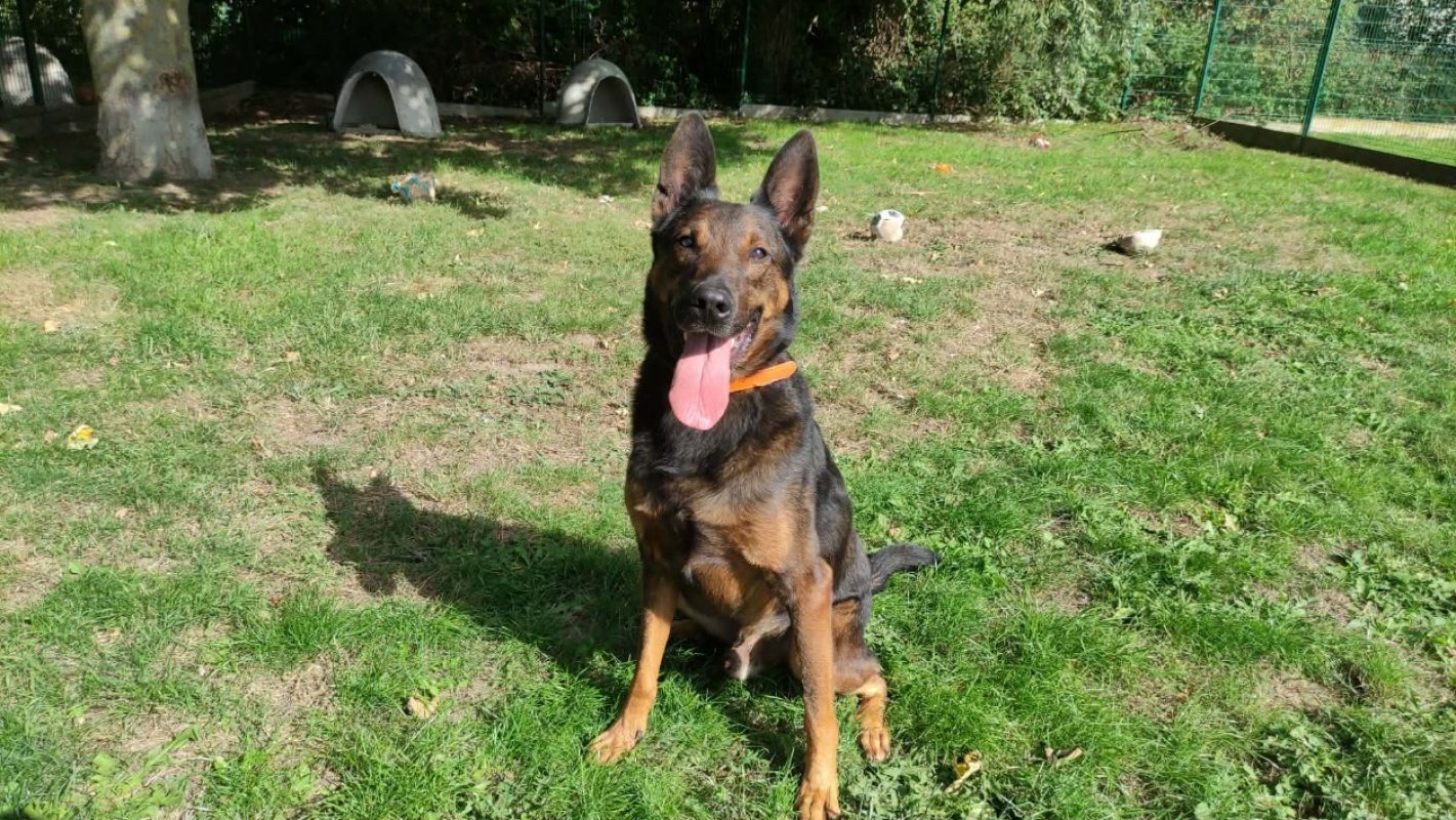 Leucky - Chien à adopter - photo 4