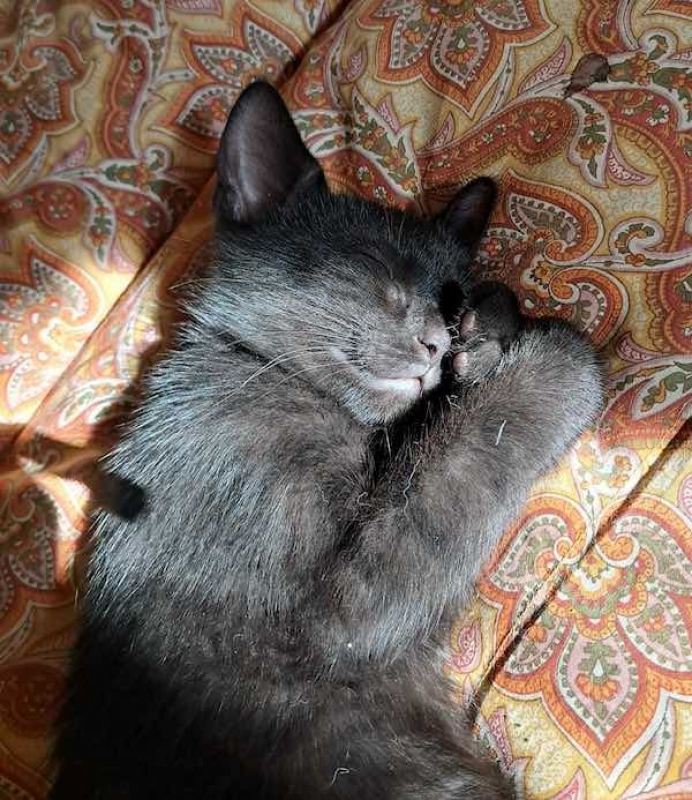 PAMPLEMOUSSE - Chat à adopter
