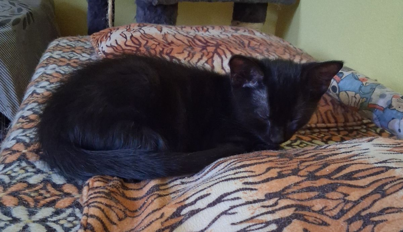 PAMPLEMOUSSE - Chat à adopter - photo 2