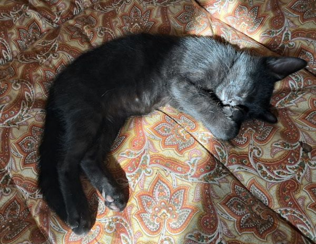 PAMPLEMOUSSE - Chat à adopter - photo 4