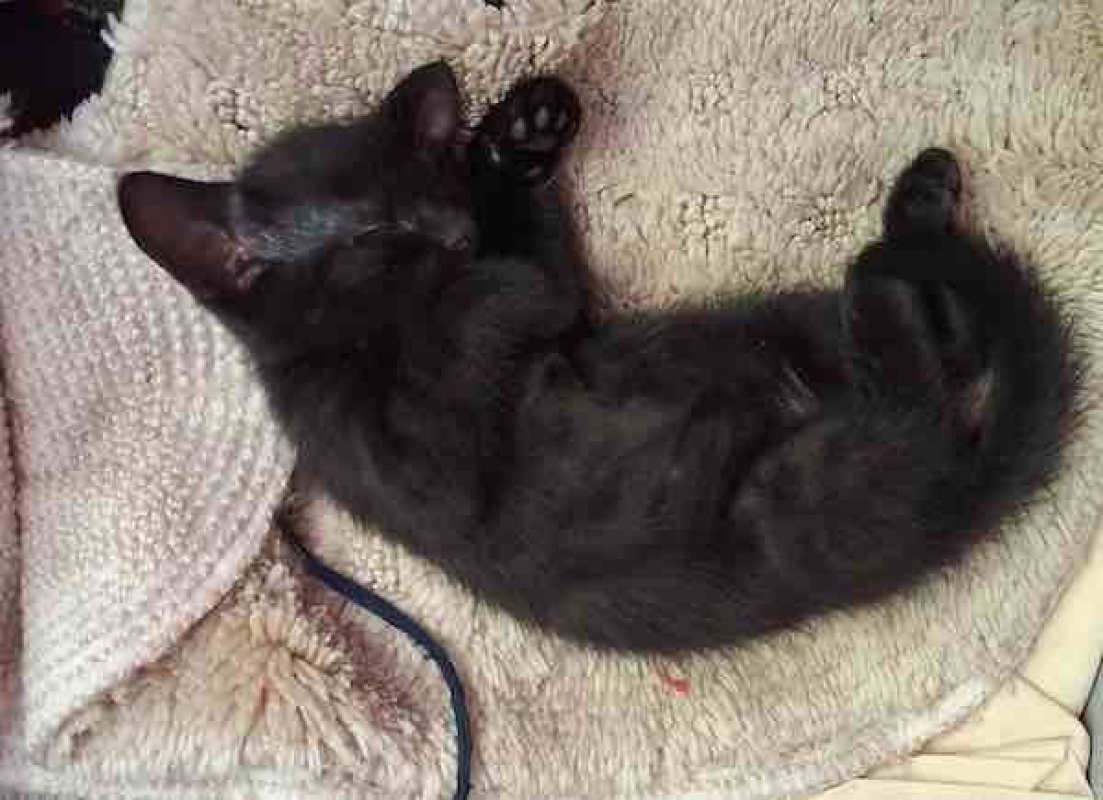 PAMPLEMOUSSE - Chat à adopter - photo 3