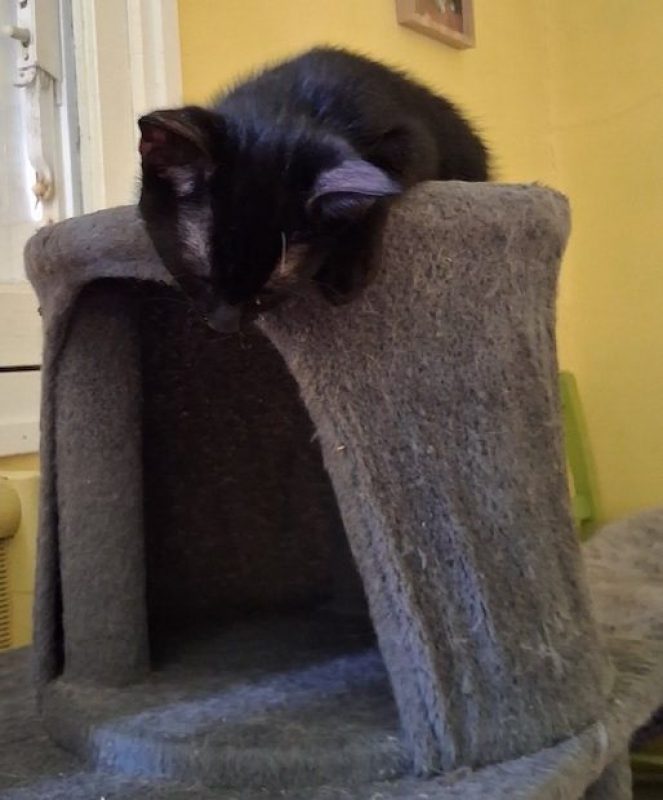PAMPLEMOUSSE - Chat à adopter - photo 6