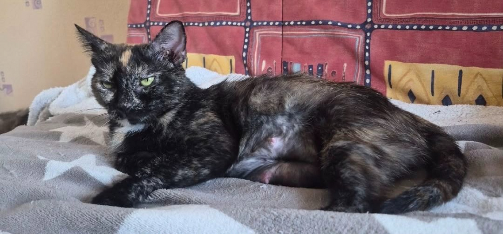 Mitra - Chat Européen à adopter