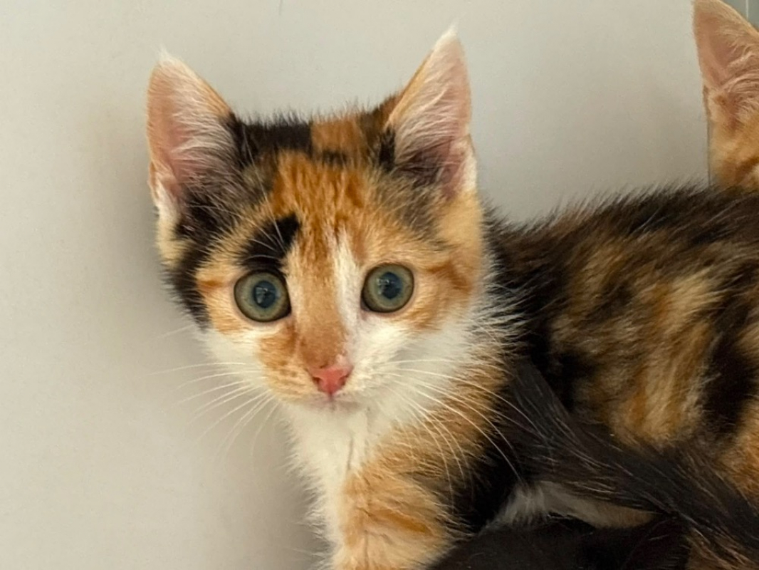 Tilda - Chat Européen à adopter