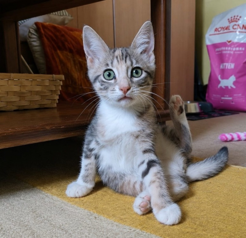 Bbgris - Chat Européen à adopter