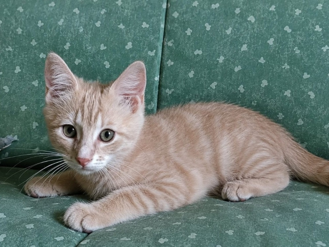 Bbroux - Chat Européen à adopter
