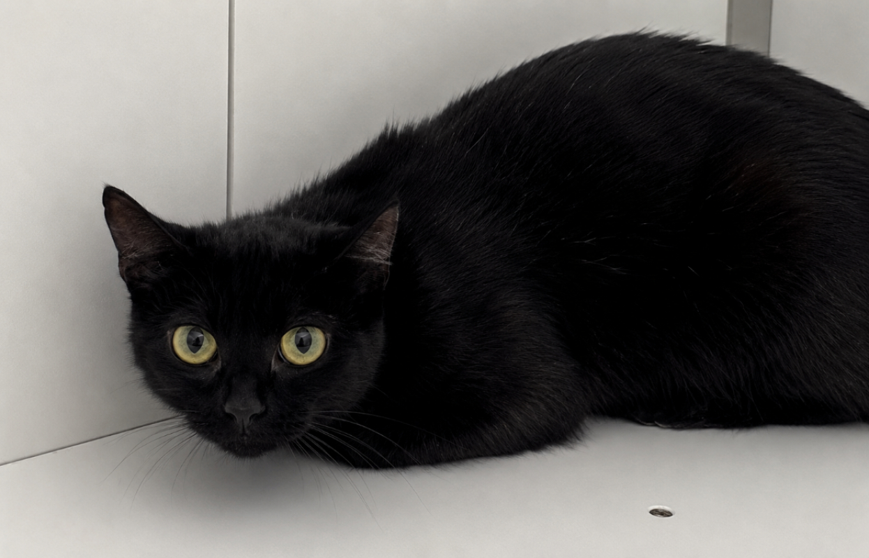 Perle - Chat Européen à adopter