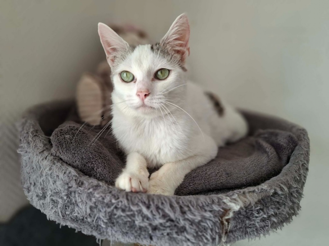 Reve - Chat Européen à adopter