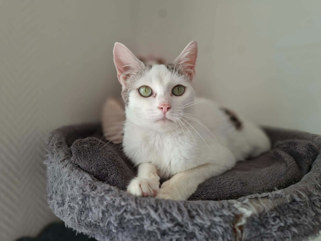 Reve - Chat Européen à adopter - photo 2