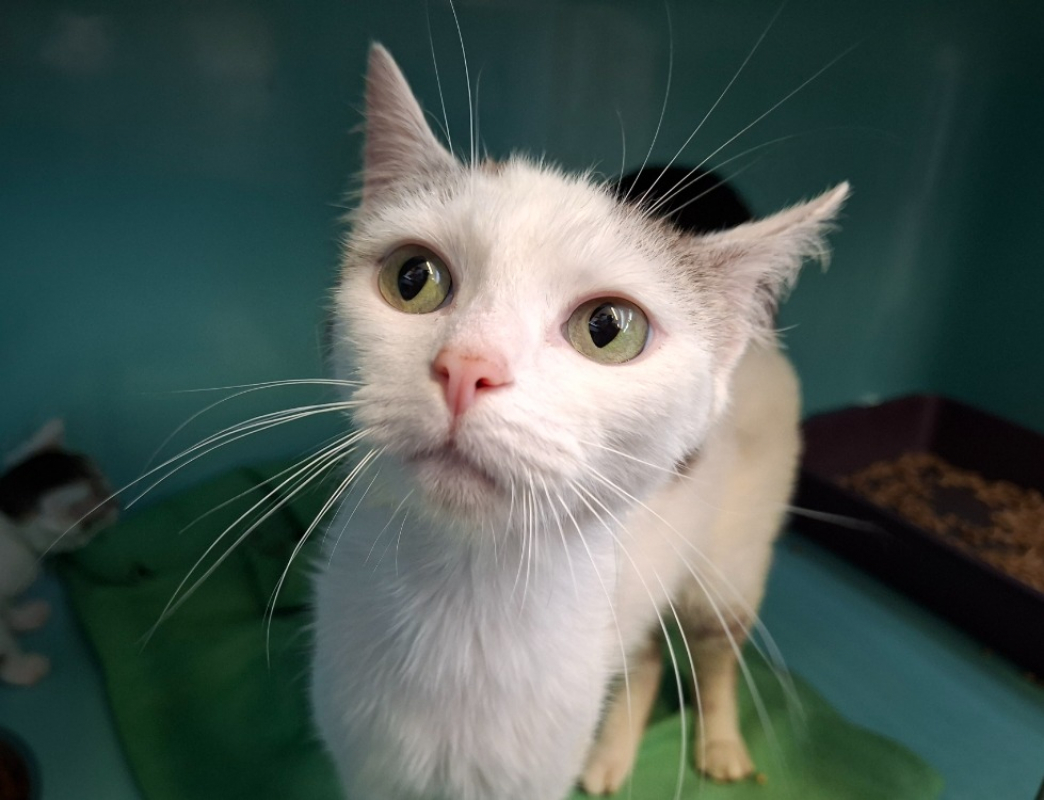 Reve - Chat Européen à adopter - photo 3