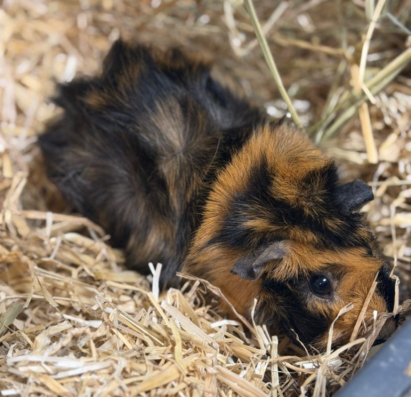 Rosette - Rongeur Cobaye à adopter