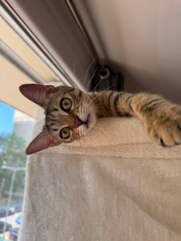 My Melody - Chat Européen à adopter