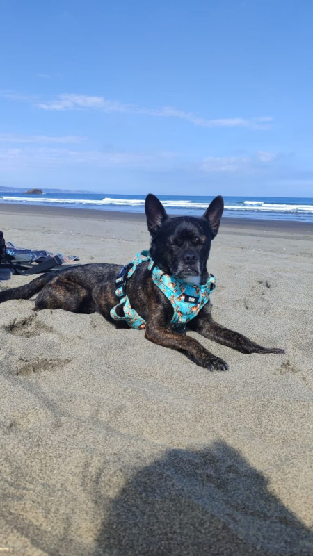 HAKU - Chien Bouledogue Français à adopter - photo 4