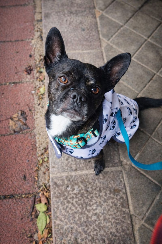 HAKU - Chien Bouledogue Français à adopter - photo 2