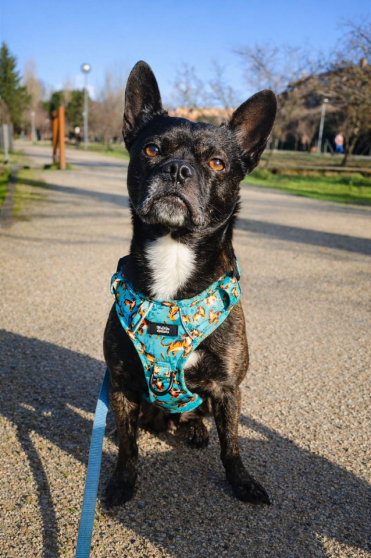 HAKU - Chien Bouledogue Français à adopter - photo 3