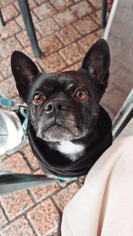HAKU - Chien Bouledogue Français à adopter
