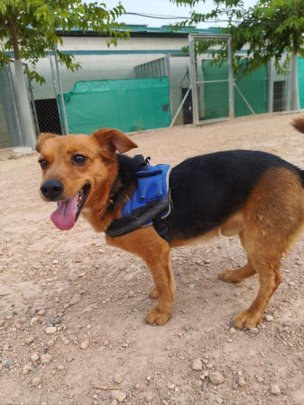 Bruno - Chien à adopter - photo 6