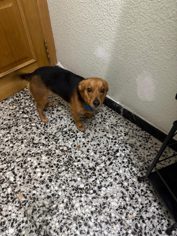 Bruno - Chien à adopter - photo 9