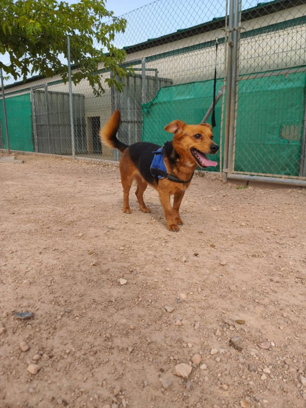 Bruno - Chien à adopter - photo 10