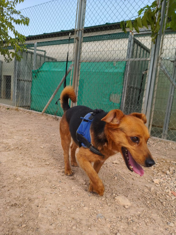 Bruno - Chien à adopter - photo 8