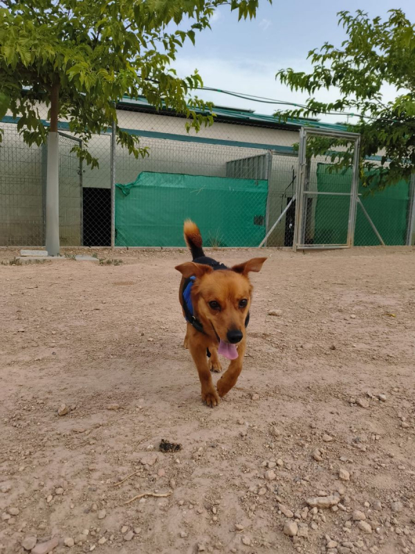 Bruno - Chien à adopter - photo 4