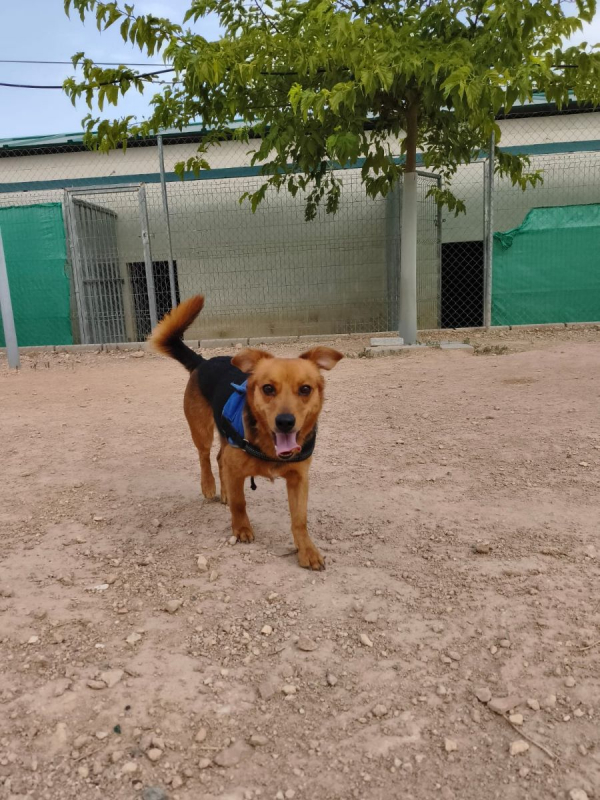 Bruno - Chien à adopter - photo 5