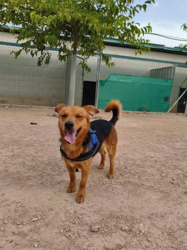 Bruno - Chien à adopter - photo 7