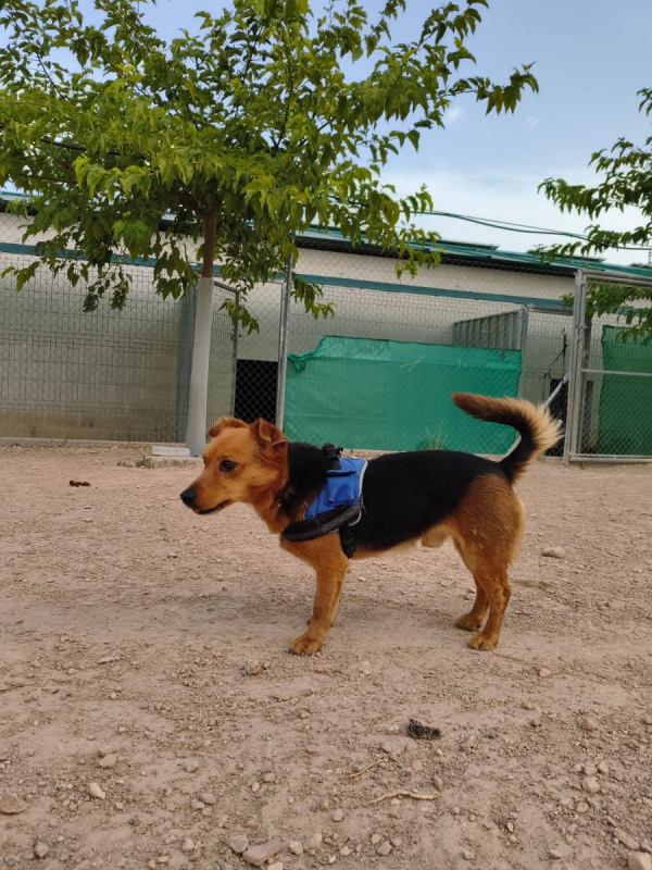 Bruno - Chien à adopter - photo 2