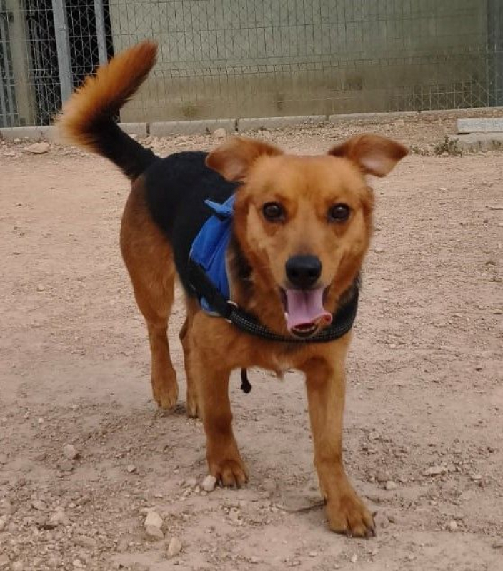 Bruno - Chien à adopter