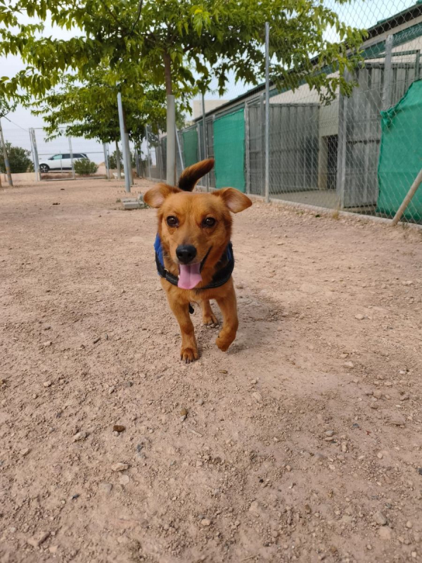 Bruno - Chien à adopter - photo 3