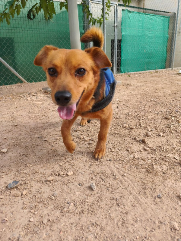 Bruno - Chien à adopter - photo 11