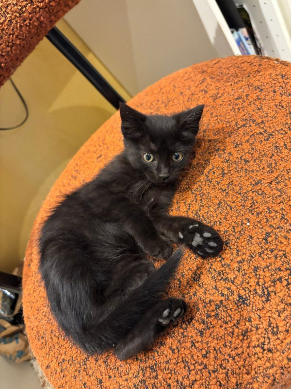 Blueberry - Chat à adopter - photo 2