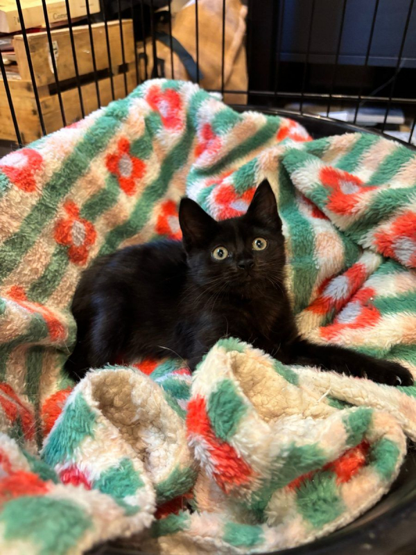 Blueberry - Chat à adopter